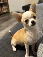 Milo, a male Chihuahua for sale in Mulberry, FL – 2 of 10