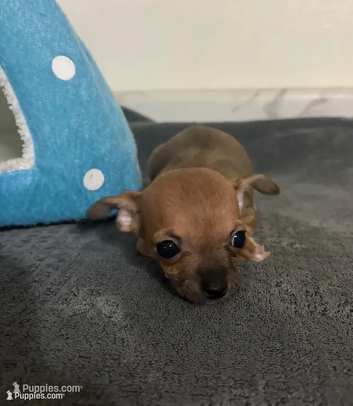 Bears boy ⚾️ – Chihuahua puppy for sale in Mulberry, FL