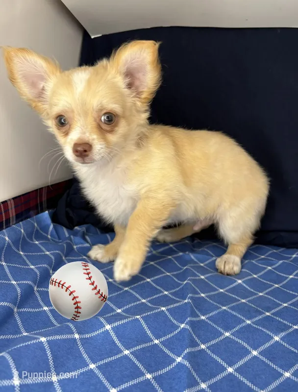 Noel’s fawn LC boy🎩 – Chihuahua puppy for sale in Mulberry, FL