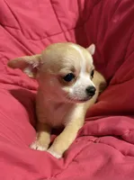 Meeka’s fawn 💕, a female Chihuahua for sale in Mulberry, FL – 6 of 7