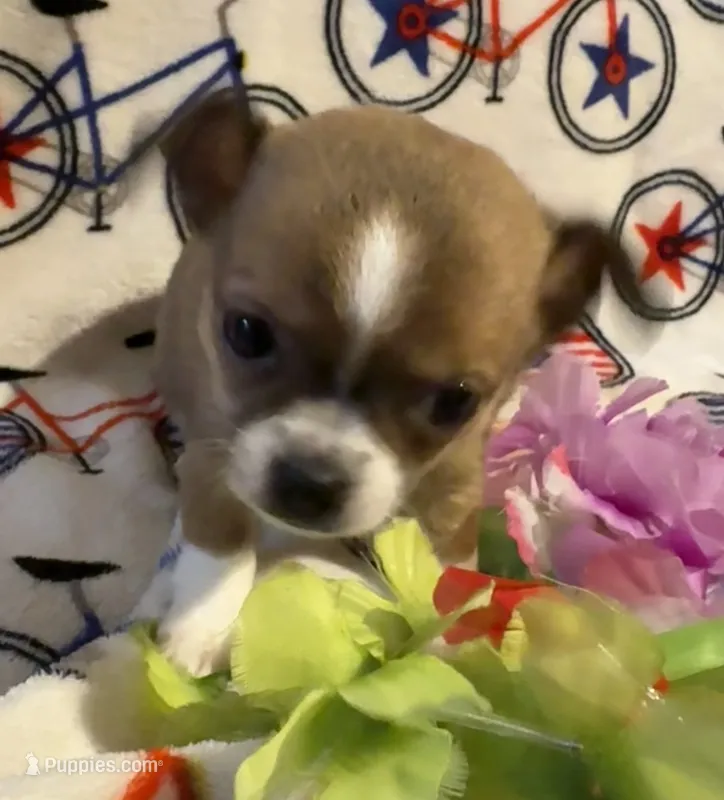 Pippins girl🌸 – Chihuahua puppy for sale in Mulberry, FL