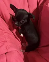 Meeka’s  girl 🌸, a female Chihuahua for sale in Mulberry, FL – 2 of 7