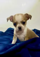 Eloise Boy 🏀, a male Chihuahua for sale in Mulberry, FL – 7 of 9