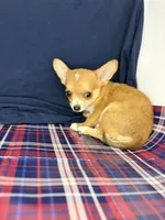 Alice’s boy 🦕, a male Chihuahua for sale in Mulberry, FL – 4 of 6