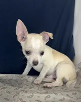 Mister personality 🥎P, a male Chihuahua for sale in Mulberry, FL – 5 of 5