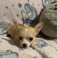 Meeka’s fawn 💕, a female Chihuahua for sale in Mulberry, FL – 4 of 10