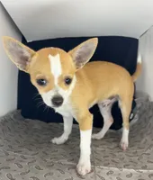 Petunia‘s boy⚾️, a male Chihuahua for sale in Mulberry, FL – 2 of 4
