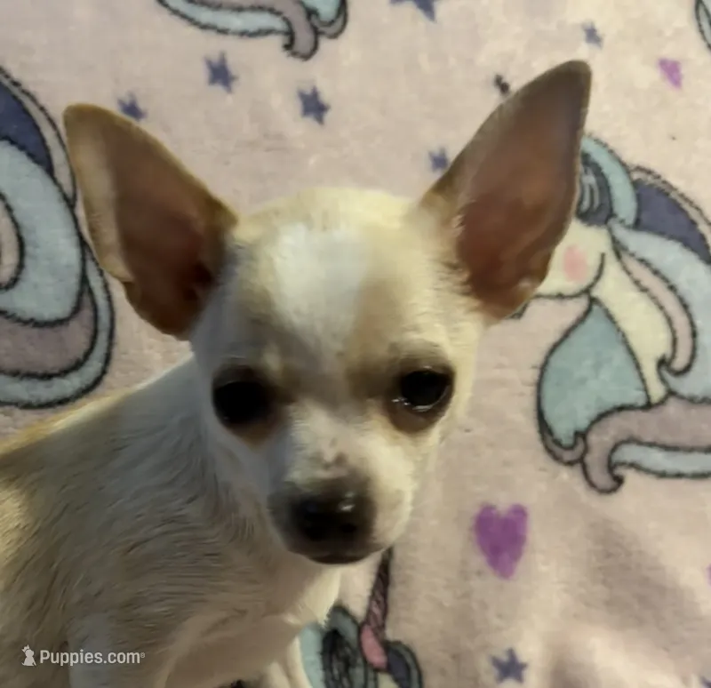 Pippins girl 🌸 – Chihuahua puppy for sale in Mulberry, FL