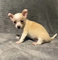 Silly man 🥎🥎🥎🥎, a male Chihuahua for sale in Mulberry, FL – 5 of 6