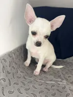 Pippin Boy🧢, a male Chihuahua for sale in Mulberry, FL – 1 of 10