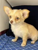 Noel’s fawn LC, a male Chihuahua for sale in Mulberry, FL – 3 of 4