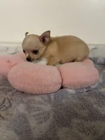 Petunia Girl💕💕, a female Chihuahua for sale in Mulberry, FL – 3 of 6