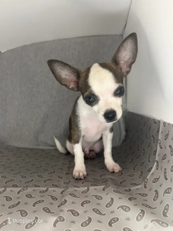 Elinor’s Pretty Boy 💙💙 – Chihuahua puppy for sale in Mulberry, FL