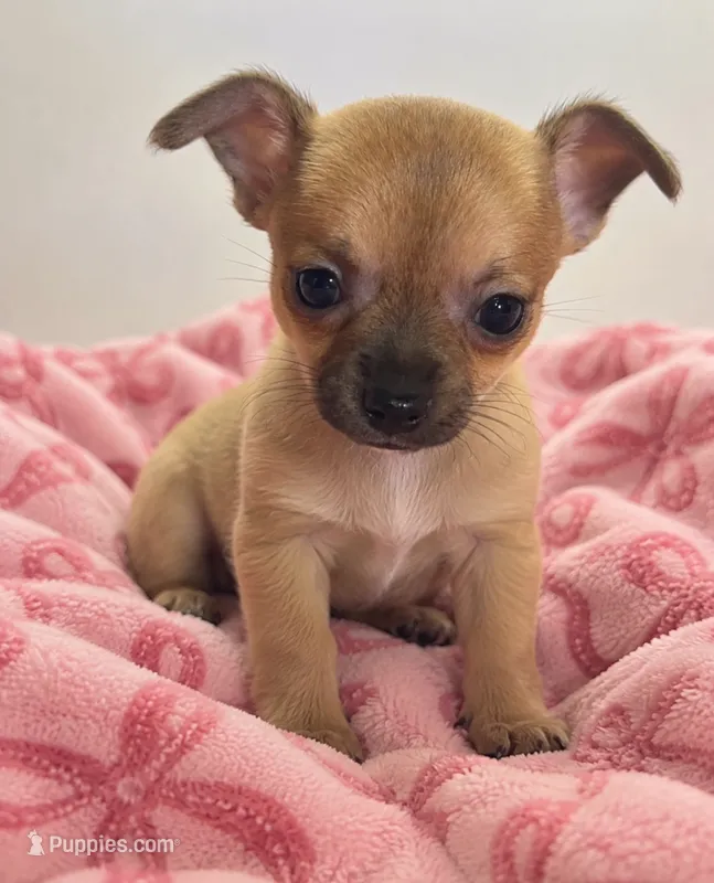 Eloise‘s girl 🌺 – Chihuahua puppy for sale in Mulberry, FL