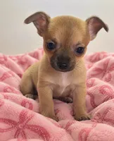 Eloise‘s girl 🌺, a female Chihuahua for sale in Mulberry, FL – 1 of 10