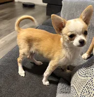 Milo, a male Chihuahua for sale in Mulberry, FL – 4 of 10