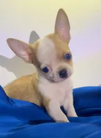 Eloise  Boy 🏀🏀, a male Chihuahua for sale in Mulberry, FL – 3 of 10