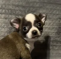 Baby boy 🥎🥎, a male Chihuahua for sale in Mulberry, FL – 2 of 7