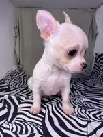Elinor boy 💙, a male Chihuahua for sale in Mulberry, FL – Photo 2 of 4