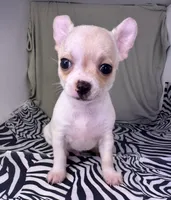 Elinor boy 💙, a male Chihuahua for sale in Mulberry, FL – Photo 3 of 4