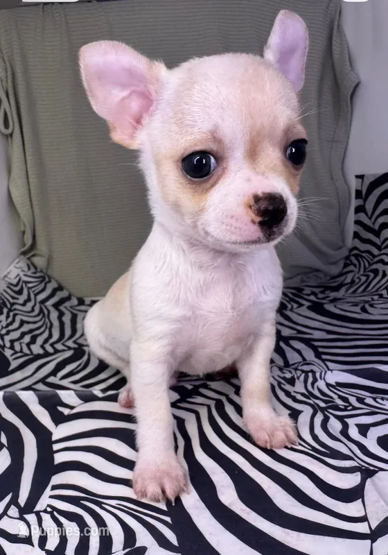 Elinor boy 💙 – Chihuahua puppy for sale in Mulberry, FL