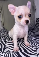Elinor boy 💙, a male Chihuahua for sale in Mulberry, FL – Photo 1 of 4