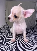 Elinor boy 💙, a male Chihuahua for sale in Mulberry, FL – Photo 4 of 4