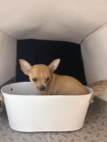 Petunia’s boy, a male Chihuahua for sale in Mulberry, FL – 2 of 6