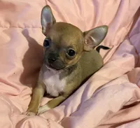 Bear girl 👠👠, a female Chihuahua for sale in Mulberry, FL – 2 of 4