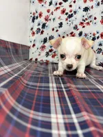Pippins girl 🌸, a female Chihuahua for sale in Mulberry, FL – 2 of 3