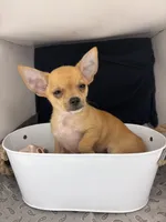 Petunia‘s boy⚾️⚾️, a male Chihuahua for sale in Mulberry, FL – 3 of 8