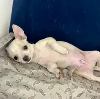Mister personality 🥎P, a male Chihuahua for sale in Mulberry, FL – 4 of 5