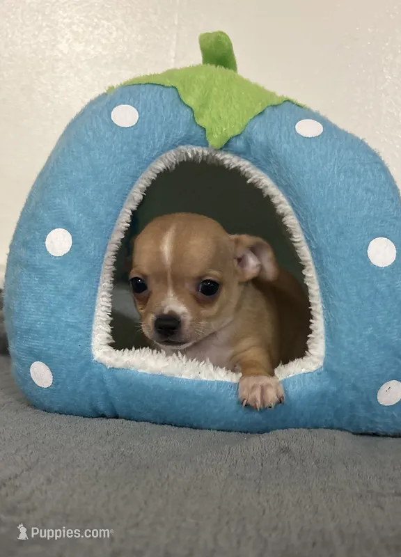 Petunia’s boy – Chihuahua puppy for sale in Mulberry, FL