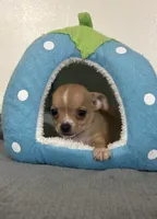 Petunia’s boy, a male Chihuahua for sale in Mulberry, FL – 5 of 5