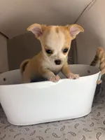 Milo ⚾️, a male Chihuahua for sale in Mulberry, FL – 6 of 10