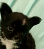 Taylor’s LC boy, a male Chihuahua for sale in Mulberry, FL – Photo 1 of 6