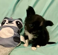 Taylor’s LC boy, a male Chihuahua for sale in Mulberry, FL – Photo 6 of 6