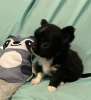 Taylor’s LC boy, a male Chihuahua for sale in Mulberry, FL – Photo 5 of 6