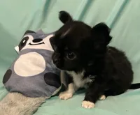 Taylor’s LC boy, a male Chihuahua for sale in Mulberry, FL – Photo 3 of 6