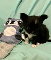 Taylor’s LC boy, a male Chihuahua for sale in Mulberry, FL – Photo 4 of 6