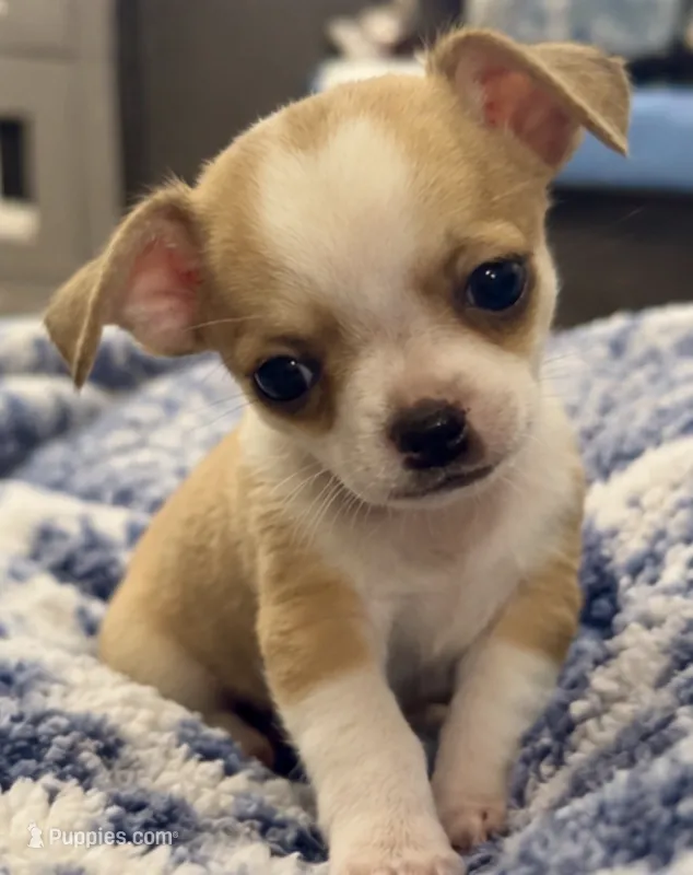 Eloise Boy 🏀 – Chihuahua puppy for sale in Mulberry, FL