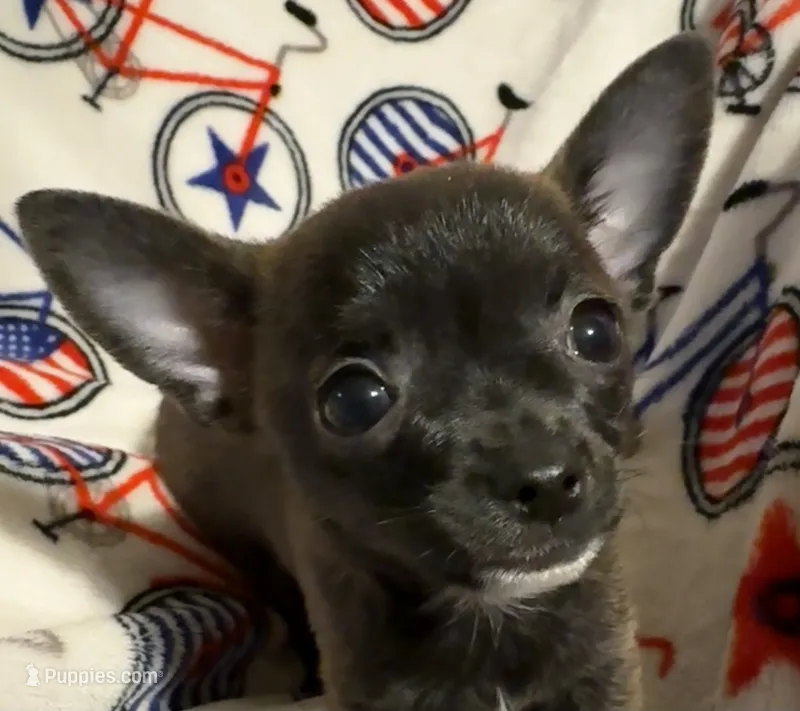 Meeka’s boy🦋 – Chihuahua puppy for sale in Mulberry, FL
