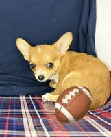 Alice boy 🦕, a male Chihuahua for sale in Mulberry, FL – 4 of 7