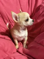 Meeka’s fawn 💕, a female Chihuahua for sale in Mulberry, FL – 3 of 7