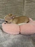 Bears pretty girl 👠, a female Chihuahua for sale in Mulberry, FL – 2 of 6