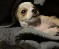 Milo ⚾️, a male Chihuahua for sale in Mulberry, FL – 2 of 10