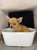 Petunia‘s boy⚾️⚾️, a male Chihuahua for sale in Mulberry, FL – 5 of 8