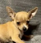 Petunia‘s boy⚾️⚾️ – Chihuahua puppy for sale in Mulberry, FL
