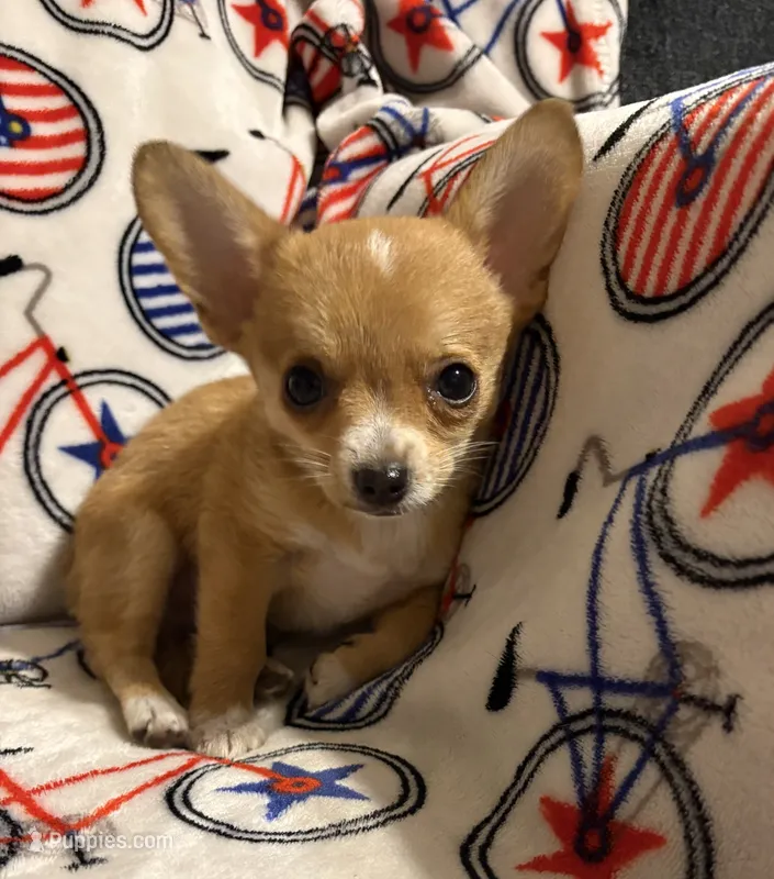 Alice boy 🦕 – Chihuahua puppy for sale in Mulberry, FL