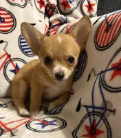 Alice boy 🦕, a male Chihuahua for sale in Mulberry, FL – 3 of 7